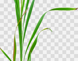 灌木 灌木psd下载【ID:254348】