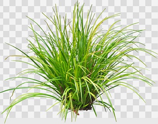 灌木 灌木psd下载【ID:254352】