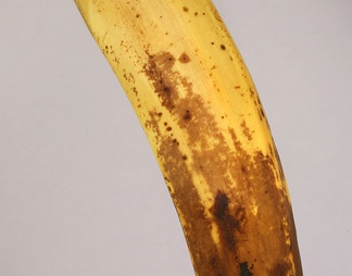 水果食物贴图下载【ID:171967】
