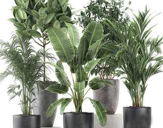 绿植组合 绿植组合3D模型下载【ID:429876】