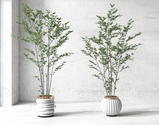 现代绿植盆栽摆件