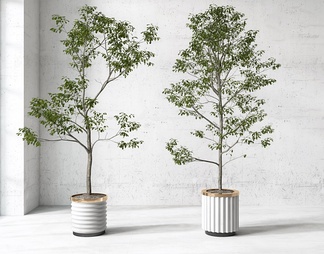 现代盆栽盆景植物组合