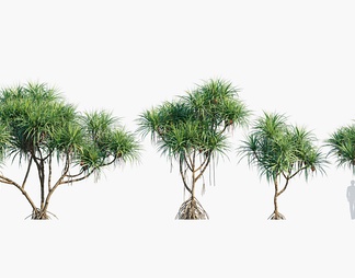 露兜树 树 灌木 植物 露兜树 树 灌木 植物3d模型下载【ID:556768】