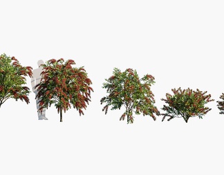 树 红叶树 植物 树 红叶树 植物3d模型下载【ID:561497】
