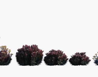 灌木 红叶灌木 开花灌木 灌木 红叶灌木 开花灌木3d模型下载【ID:561502】