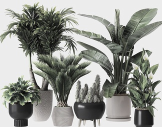植物盆栽 植物盆栽3d模型下载【ID:572079】
