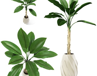 植物盆栽 植物盆栽3D模型下载【ID:585357】