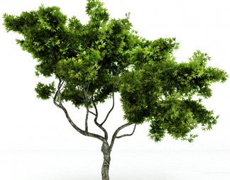 树 树3D模型下载【ID:594072】