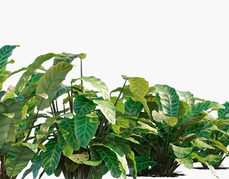 天鹅绒竹芋 绒叶肖竹芋 天鹅绒竹芋 绒叶肖竹芋3D模型下载【ID:602085】