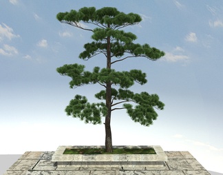 大树,古树,黑松,松树 大树,古树,黑松,松树3D模型下载【ID:603201】