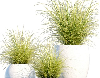 绿植盆栽 绿植盆栽3D模型下载【ID:603900】