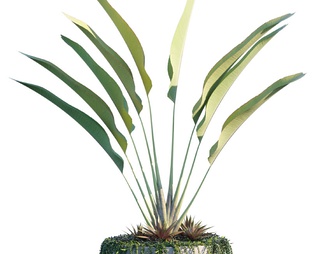 流行观赏盆栽植物国外 流行观赏盆栽植物国外3D模型下载【ID:603906】