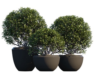 绿植盆栽 绿植盆栽3D模型下载【ID:603912】