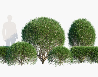 球状灌木 球状灌木3D模型下载【ID:603969】