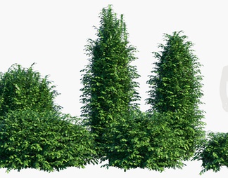红豆杉植物 红豆杉植物3D模型下载【ID:603972】