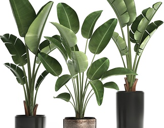 植物盆栽 鹤望兰 旅人蕉 植物盆栽 鹤望兰 旅人蕉3D模型下载【ID:611062】
