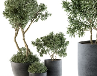 盆栽室外植物树 盆栽室外植物树3D模型下载【ID:611104】