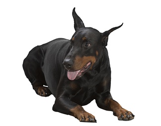 杜宾犬 犬 狗 动物 杜宾犬 犬 狗 动物psd下载【ID:623191】