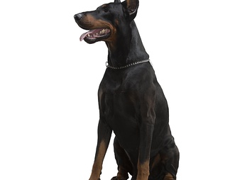杜宾犬 犬 狗 动物 杜宾犬 犬 狗 动物psd下载【ID:623194】