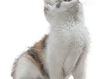 猫 猫psd下载【ID:623230】