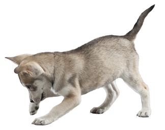 哈士奇 小狗 狗 犬 哈士奇 小狗 狗 犬psd下载【ID:623458】
