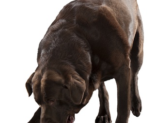 拉布拉多犬 犬 狗 拉布拉多犬 犬 狗psd下载【ID:623479】