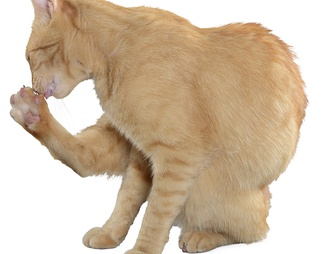黄猫 猫 黄猫 猫psd下载【ID:623293】