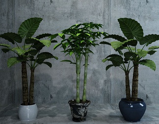 盆栽花卉 盆栽花卉3D模型下载【ID:661975】