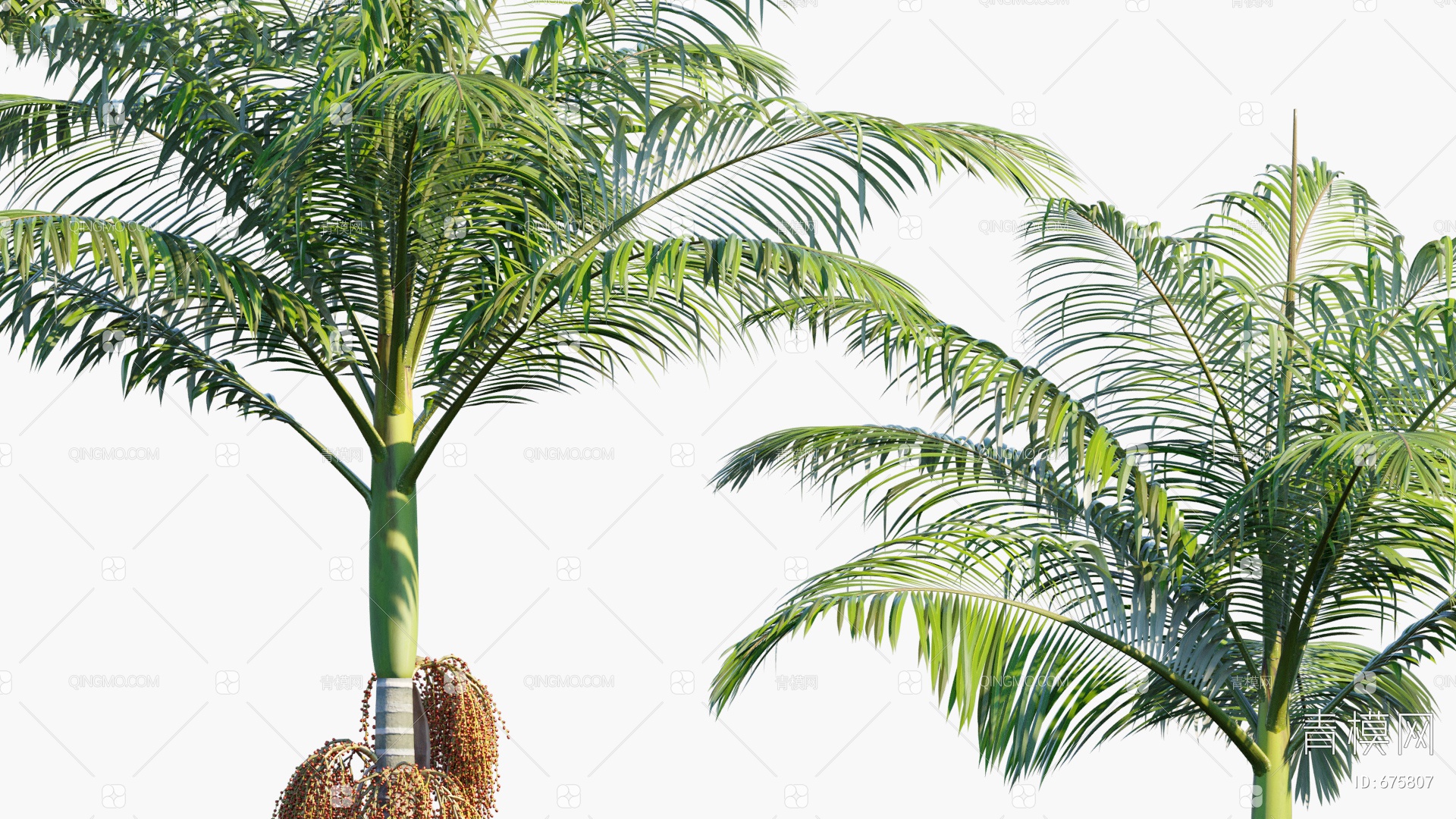 棕榈树 棕榈 树 - Pixabay上的免费照片 - Pixabay