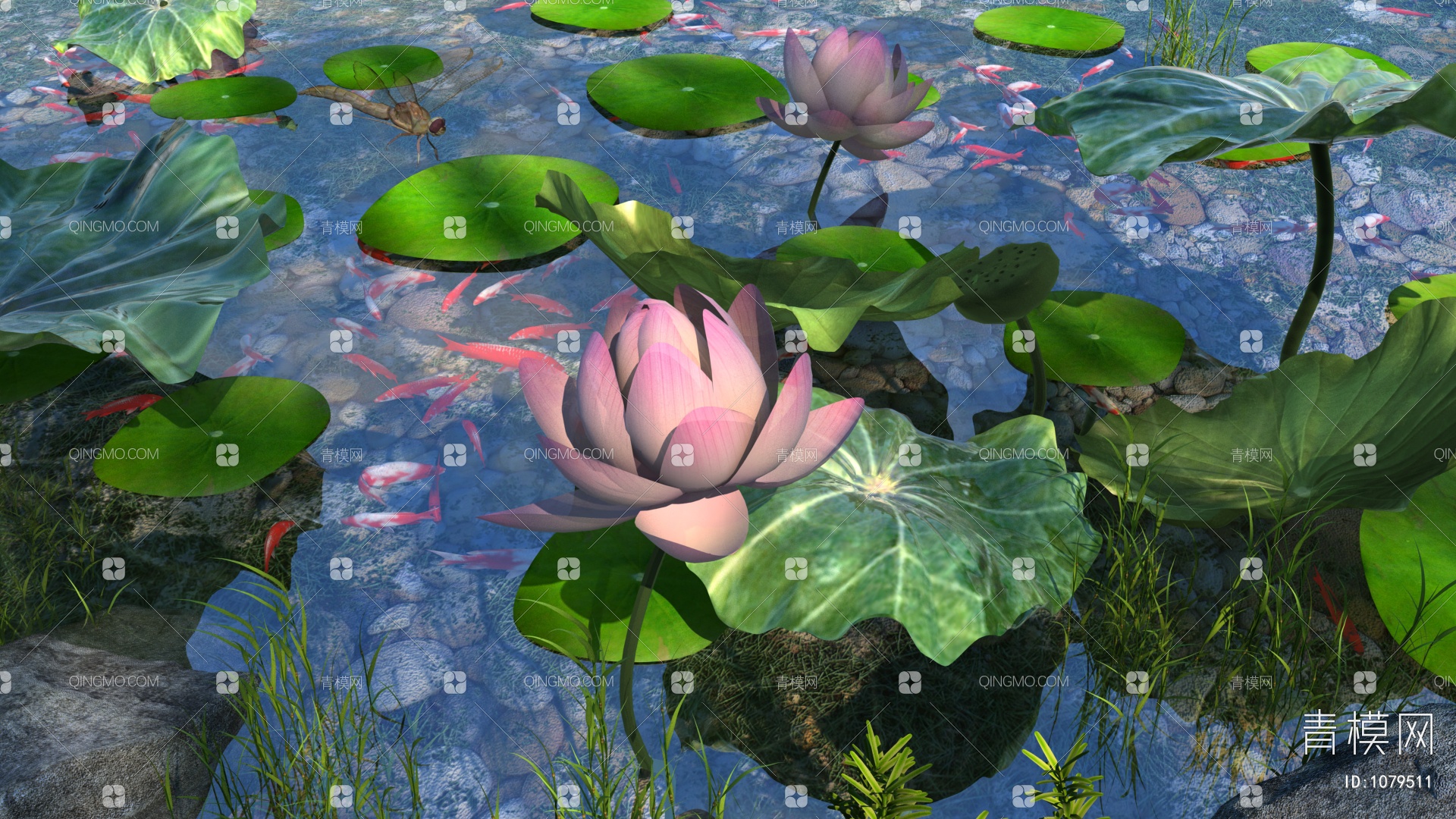鱼戏莲叶间 摄于无锡鹅湖玫瑰园荷塘|玫瑰园|莲叶|荷塘_新浪新闻
