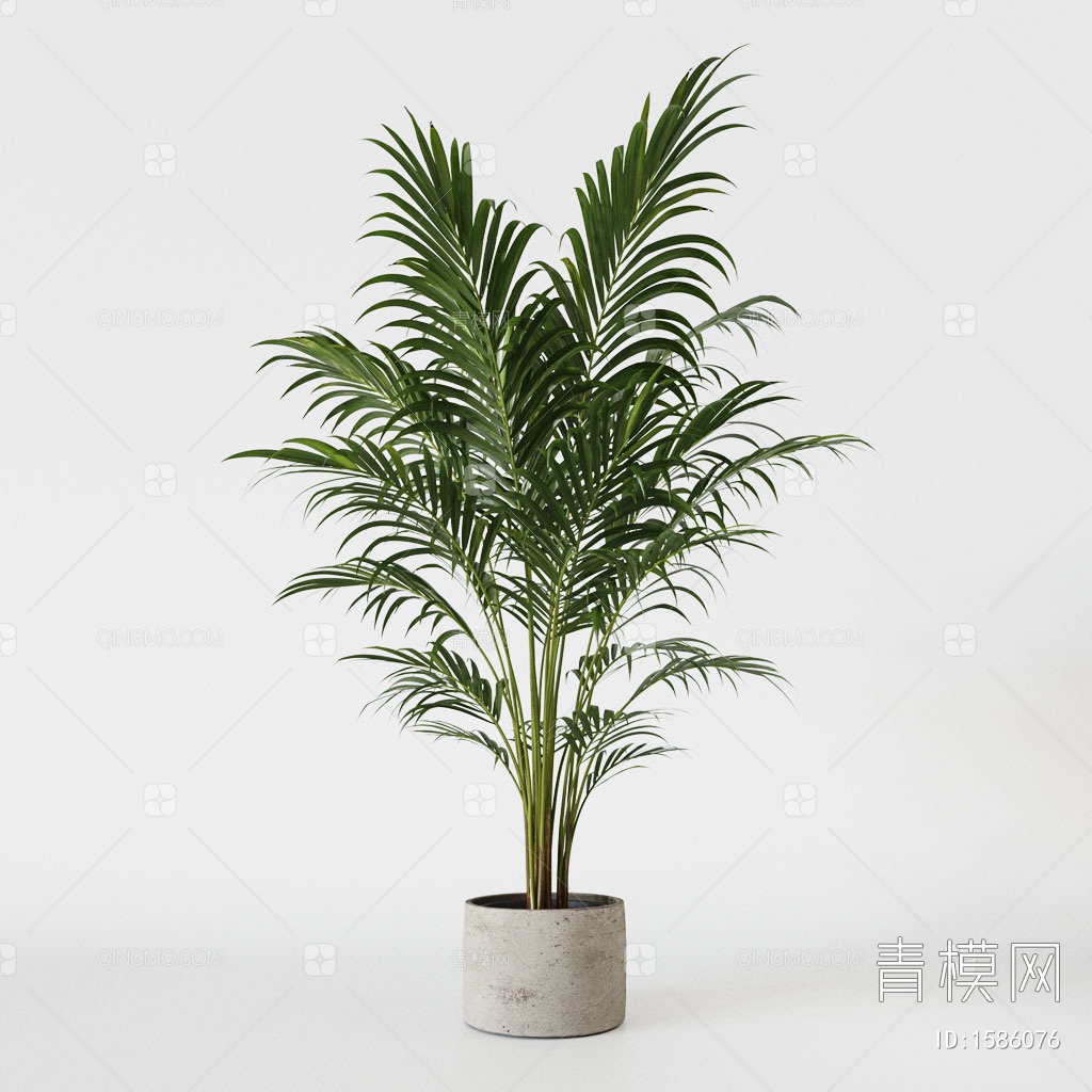 【散尾葵 植物盆栽3D模型】-现代VR无灯光有贴图MAX2016散尾葵 植物盆栽3d模型下载-ID1586076-免费3Dmax模型库 - 青 ...