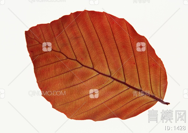 秋天树叶贴图贴图下载【ID:1428】