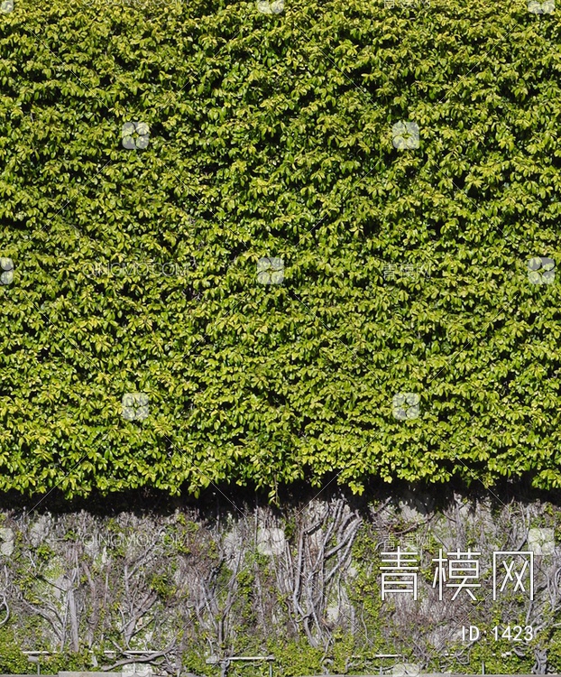 爬山虎植物墙贴图贴图下载【ID:1423】