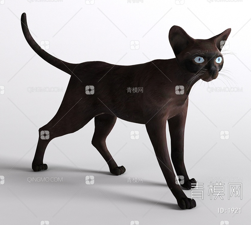 黑猫小猫宠物猫3D模型下载【ID:1921】