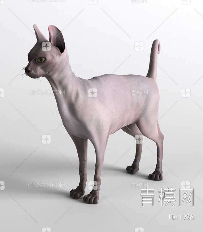 小猫宠物猫无毛猫3D模型下载【ID:1926】