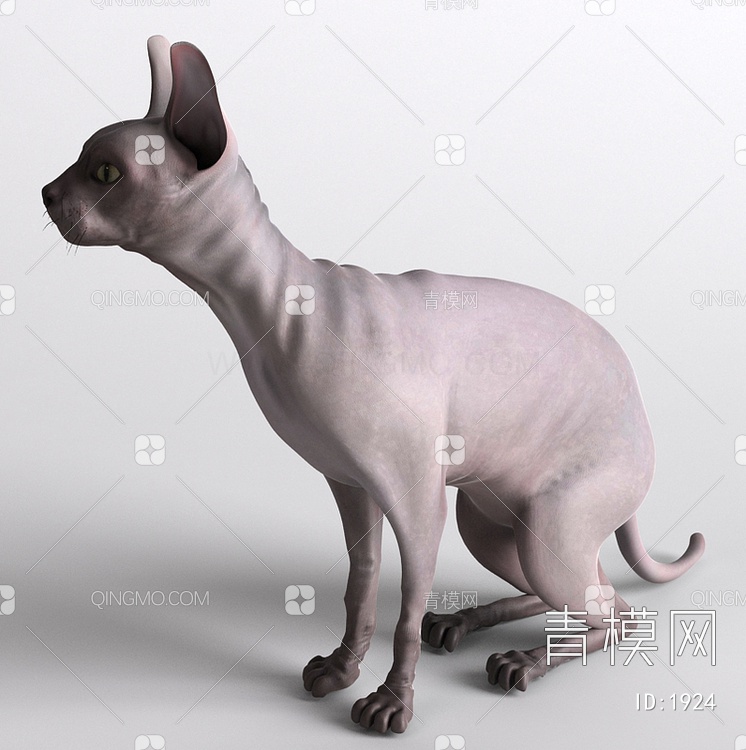 小猫宠物猫无毛猫3D模型下载【ID:1924】