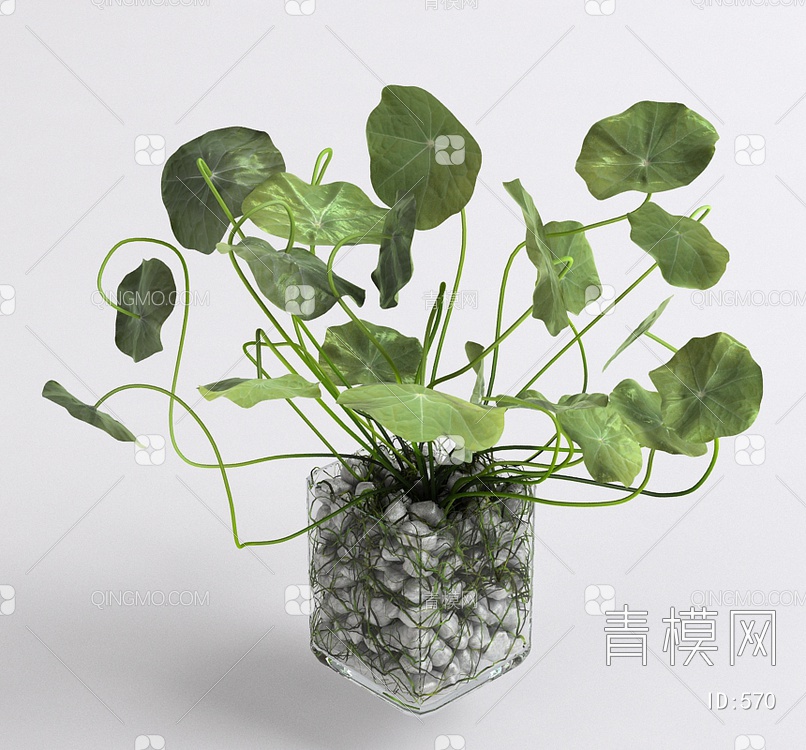 盆栽植物3D模型下载【ID:570】