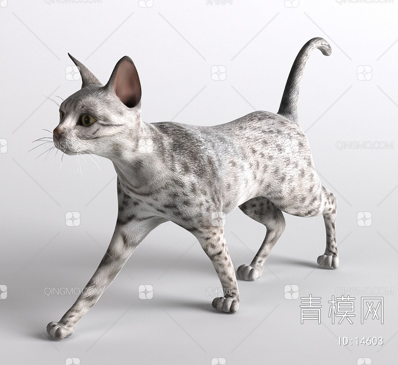 哺乳动物猫3D模型下载【ID:14603】