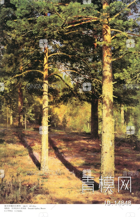 阳光照耀的松树林贴图下载【ID:14848】