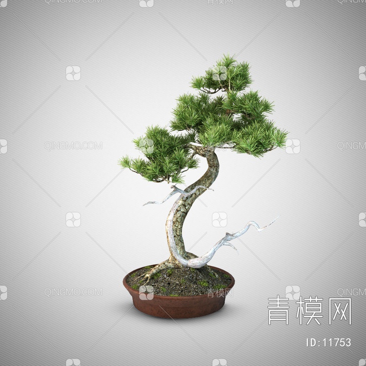 松树植物盆栽3D模型下载【ID:11753】