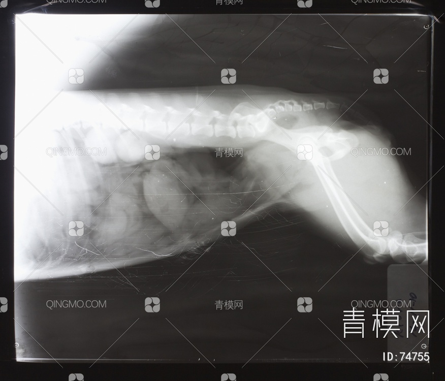 X射线-动物贴图下载【ID:74755】