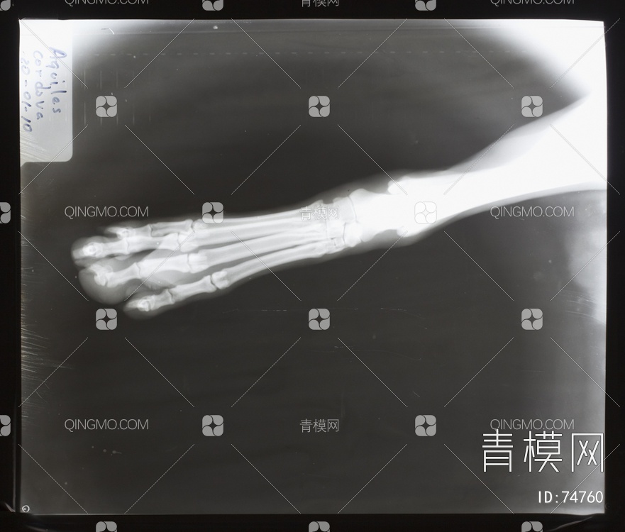 X射线-动物贴图下载【ID:74760】