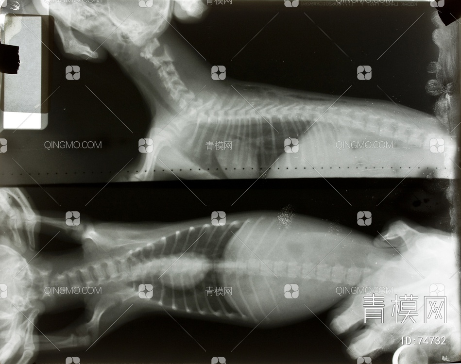 X射线-动物贴图下载【ID:74732】