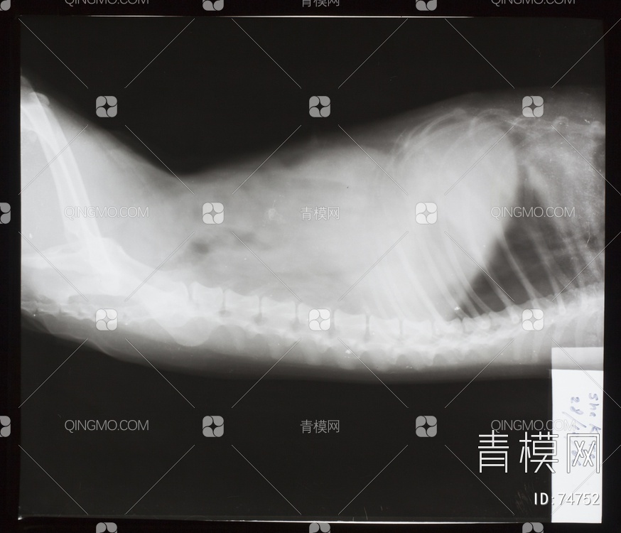 X射线-动物贴图下载【ID:74752】