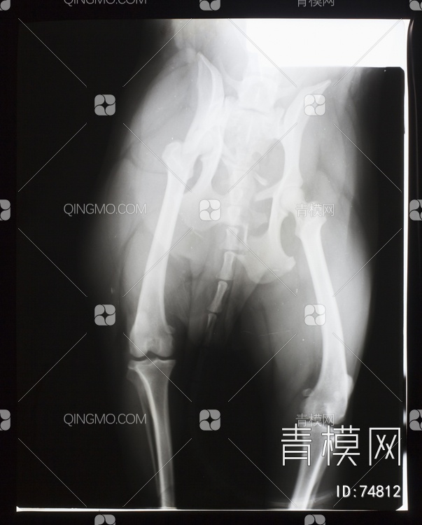 X射线-动物贴图下载【ID:74812】