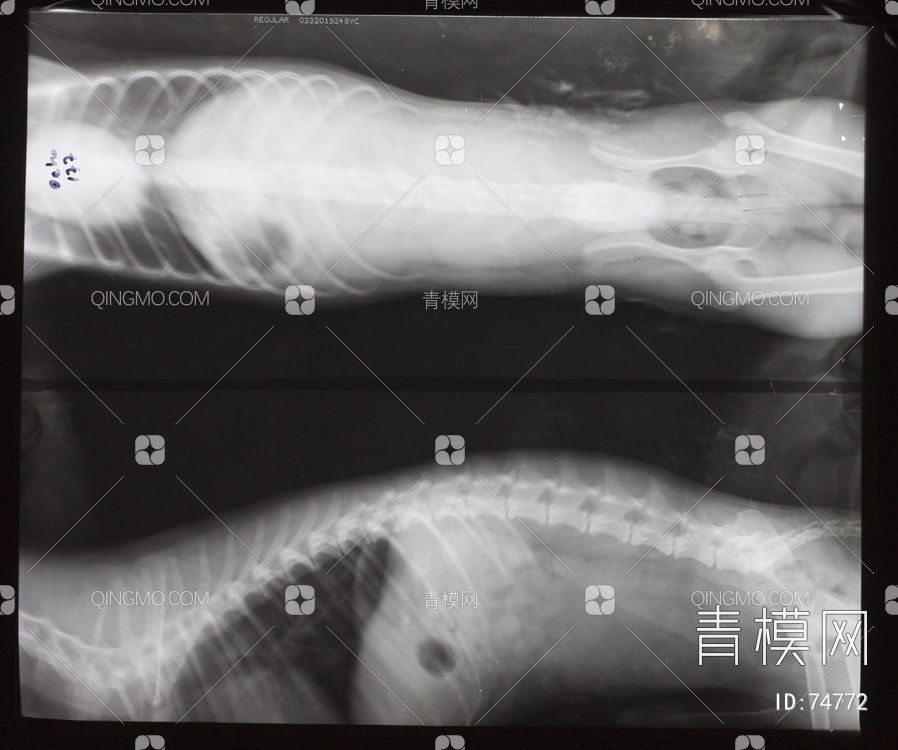 X射线-动物贴图下载【ID:74772】