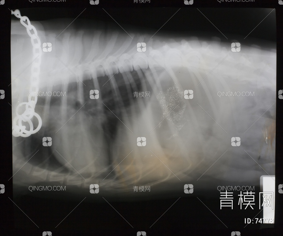 X射线-动物贴图下载【ID:74778】
