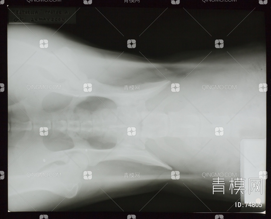 X射线-动物贴图下载【ID:74805】