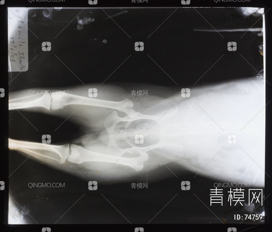 X射线-动物贴图下载【ID:74759】