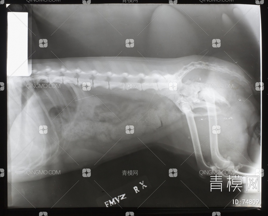 X射线-动物贴图下载【ID:74809】
